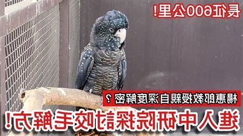 鸚鵡小木屋 爭議